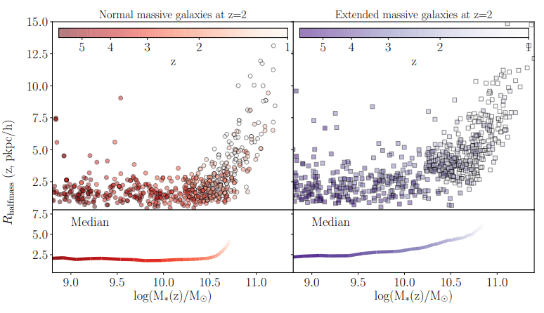 This figure from the study helps explain the results. On the left are normal massive galaxies, on the right are the extended, or "puffy" galaxies in the TNG simulation. As indicated on the top bars, normal massive galaxies didn't see a change in their median stellar size until around z~2.5. But extended massive galaxies saw steady increases in their sizes between z~2 to 4. Image Credit: Gupta et al, 2021. 