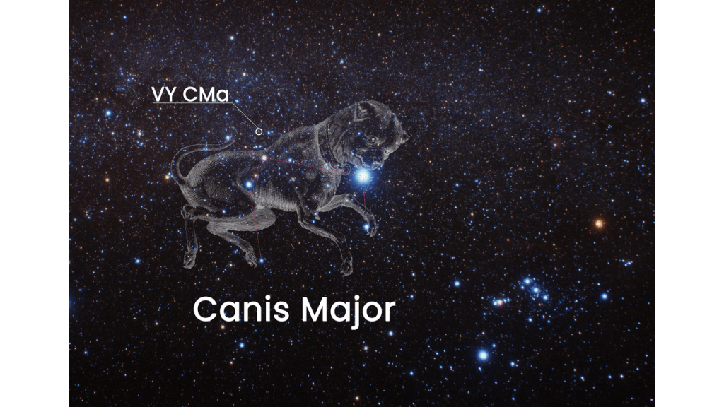 Where VY Canis Majoris is located in the sky relative to Canis Major, the constellation it is closest to.