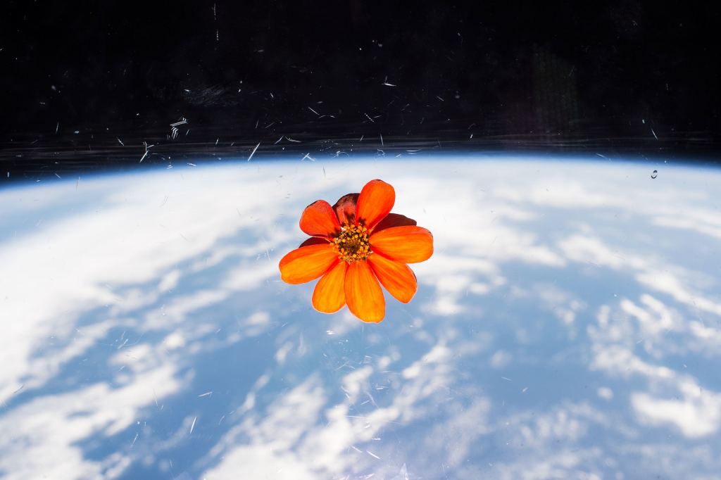What’s the Best Way to Water Plants in Space? - Universe Today