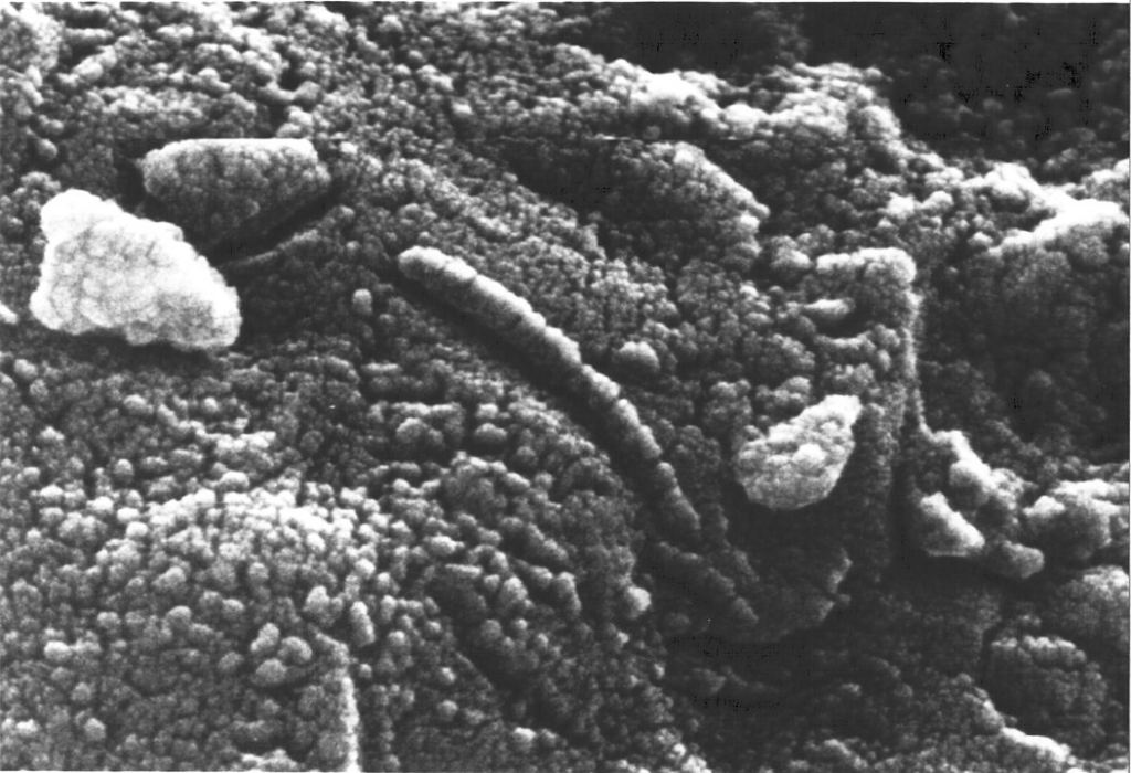 This electron microscope image of the Allan Hills meteorite shows chain-like structures that resemble living organisms. Image Credit: By NASA -  Public Domain, https://commons.wikimedia.org/w/index.php?curid=229231
