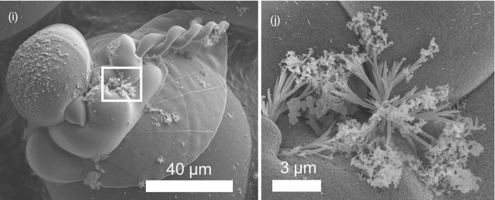 These images from the article show structures that appear biological but aren't. The image on the left shows blob structures, sheet structures, and helical structures which all appear biological. The image on the right is the blown-up area in the white rectangle on the left, showing what looks like a branching, flowering organism. They're called carbonate-silica biomorphs. Image Credit: P. Knoll and O. Steinbock (Florida State University)