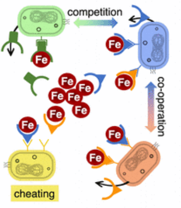 This figure from the study shows how siderophore molecules produced by bacteria drove adaptation in the new iron-poor environment. It spurred competition, co-operation, and cheating. Image Credit: Wade et al 2021.  