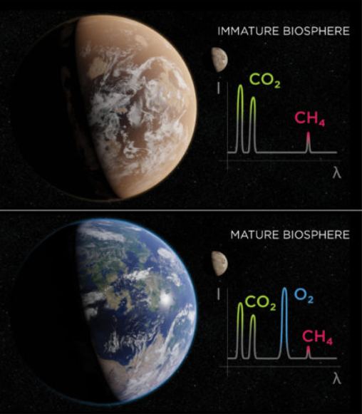 Earth's immature biosphere and mature biosphere stages. The mature biosphere stage was only possible once photosynthetic organisms created feedback with Earth's non-biological processes, oxygenating the atmosphere and creating an ozone layer. Image Credit: University of Rochester illustration / Michael Osadciw