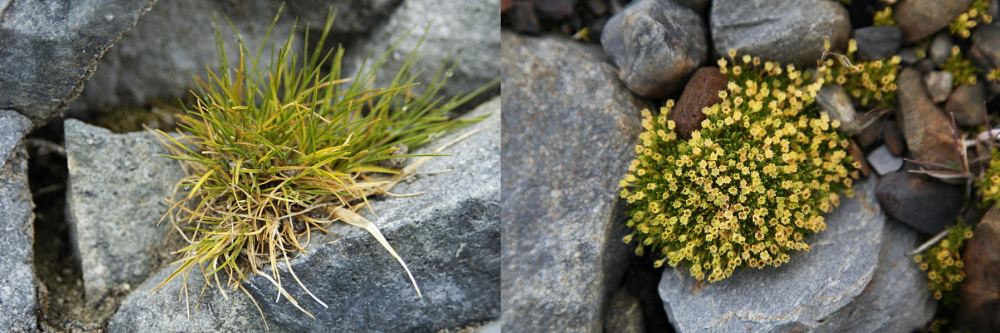 These are the two vascular plants native to Signy Island. On the left is D. antarctica and on the right is C. quitensis. Image Credit: L: By Lomvi2 - Own work, CC BY-SA 3.0, https://commons.wikimedia.org/w/index.php?curid=10372682. Image Credit: R: By Liam Quinn - Flickr: Antarctic Pearlwort, CC BY-SA 2.0, https://commons.wikimedia.org/w/index.php?curid=15525940
