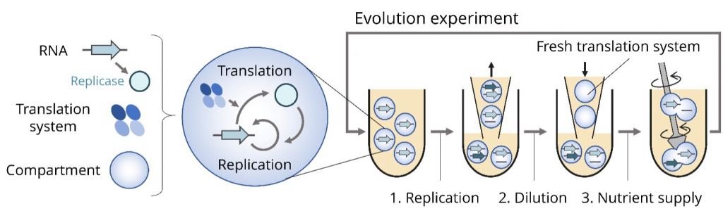 Laboratory setup creating self-replicating RNA molecules.