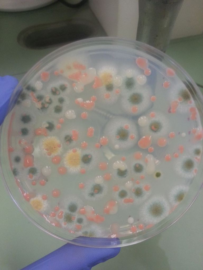 Petri dish with bacteria samples collected on the ISS.