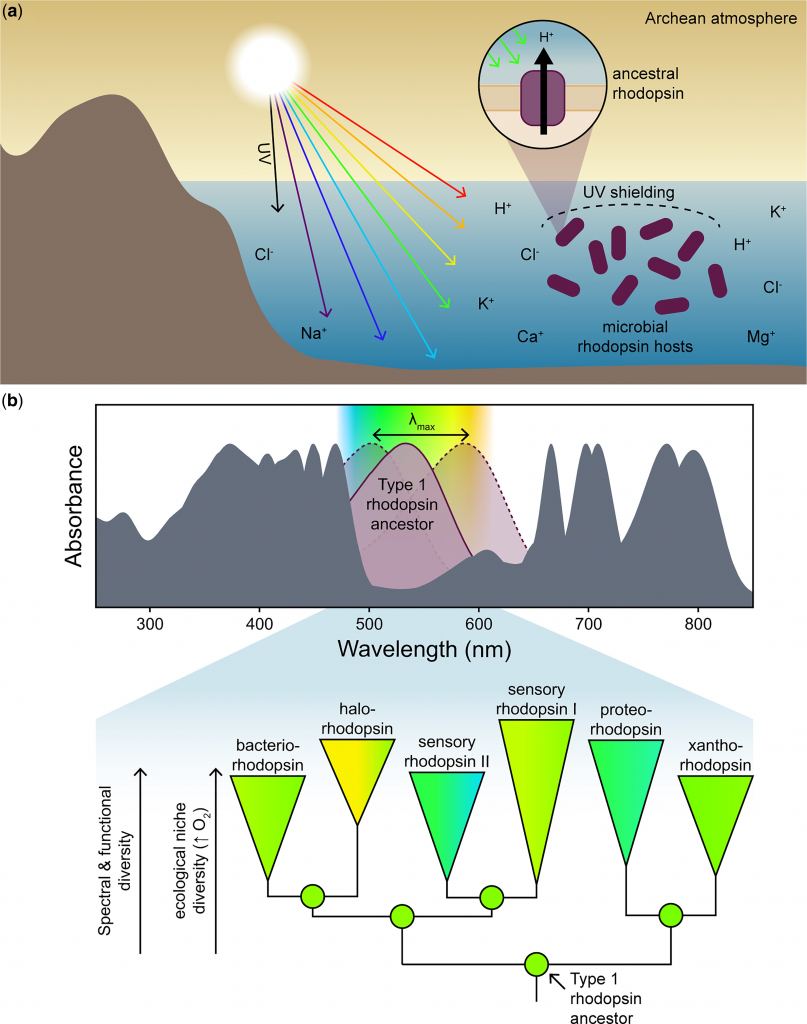 This figure from the paper illustrates the coupling between surface irradiance, spectral tuning, and functional diversity over microbial rhodopsin evolution. (b) is particularly interesting because it shows how the colour tuning of extant and ancestral microbial rhodopsins appear to explore the spectral window not already occupied by other biological pigments such as chlorophylls and bacteriochlorophylls, shown in gray. Image Credit: Sephus et al. 2022.