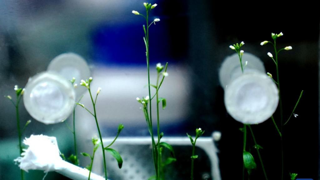 Arabidopsis thaliana growing on the Tiangong space station.