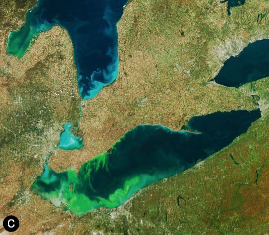 This satellite image shows a cyanobacteria (blue-green algae) bloom in the Great Lakes. When cyanobacteria appeared on Earth, they used photosynthesis to produce energy and produced oxygen as a waste product. The oxygen helped complex life evolve but was toxic to Earth's prior tenants. Image Credit: NASA and NOAA Coastwatch-Great Lakes 