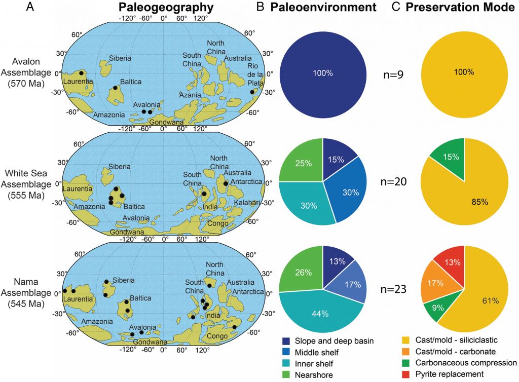 This figure from the study shows the Paleogeographic distribution of fossil localities (A) within the three assemblages of the Ediacara Biota based on continental configurations by Merdith et al. and pie charts with the distribution of paleoenvironments (B) and modes of preservation (C) sampled for each assemblage. "n" refers to the No. of formations/facies sampled in each time bin. Image Credit: Evans et al. 2022.