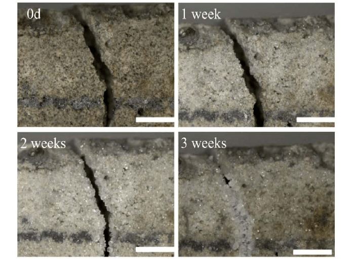 Bio-concrete can repair its own cracks with microbes that produce Microbiologically Induced Calcite Precipitation (MICP.) Jakhrani et al. 2019.
