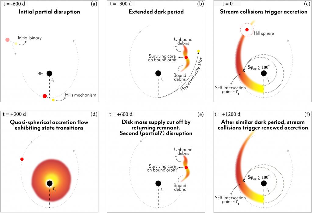 This figure from the study illustrates what's happening at AT 2018fyk. (a) shows the disruption of the binary star by the Hills Mechanism at -600 days. (b) shows how unbound debris could explain the extended dark period at -300 days. (c) shows how streams of material trigger the accretion disk at day zero. (d) shows how a quasi-spherical flow of material onto the disk transitions between energy states at +300 days. (e) shows how the stellar remnant makes its next closest approach and cuts off the flow of mass to the accretion disk at +600 days. (f) shows how the stream accretes onto the disk again, triggering more luminosity at +1200 days. Image Credit: T. Wevers et al 2023 ApJL 942 L33