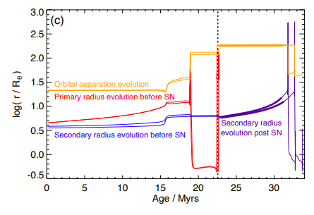 This figure from the study shows the stellar radii (blue for the secondary star and red for the primary star) and the orbital radius in orange. The primary star's supernova event is shown as a vertical dashed line. Before exploding as an ultra-stripped supernova, the primary star's radius grew, then shrank as the secondary star siphoned off some of its mass. Eventually, the same thing will happen to the secondary star. Image Credit: Richardson et al. 2023.