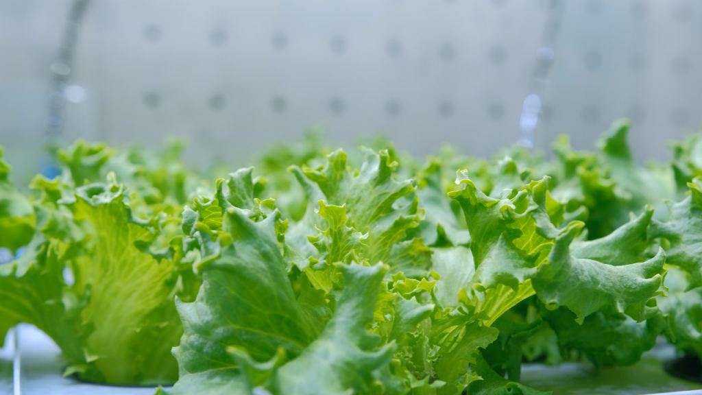 These lettuce plants have been grown in a ‘soil’ made of cellulose, with human urine as fertilizer. SINTEF researchers suggest a similar growth method for moon salad and other plant foods. Photo: Jana Pavlova