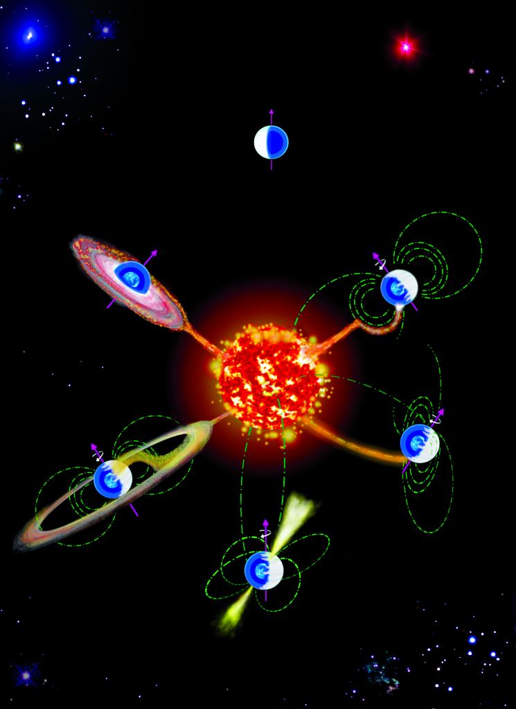 Ilustración del origen de los campos magnéticos en enanas blancas en binarias cerradas (para leerse en sentido contrario a las agujas del reloj).  El campo magnético surge cuando una enana blanca en cristalización se acumula desde una estrella compañera y, por lo tanto, comienza a girar rápidamente.  Cuando el campo de la enana blanca se conecta al campo estelar secundario, la transferencia de masa se detiene por un período de tiempo relativamente corto.  Autor: Paula Zorzi