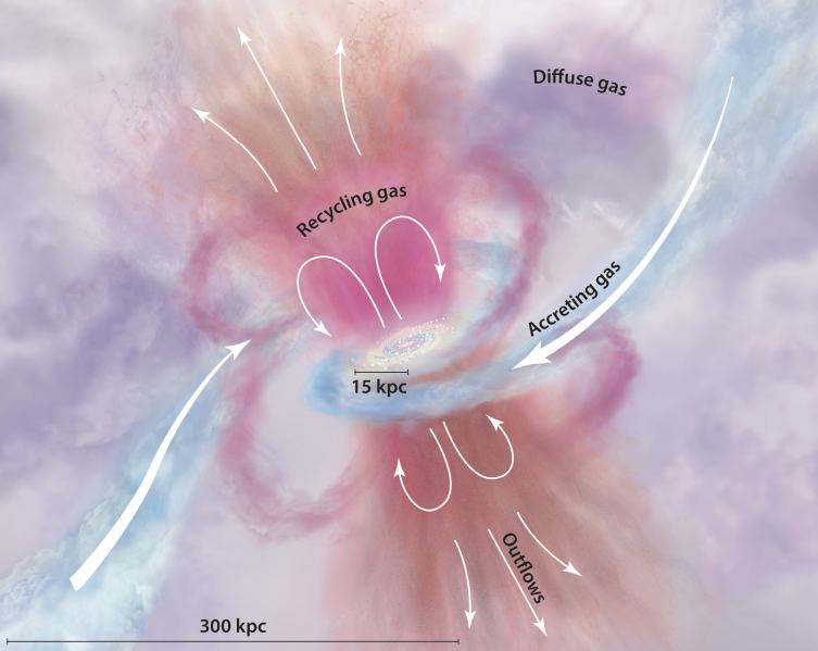 This illustration shows gas flowing in and out of a galaxy. Pink and orange outflows emerge from the galaxy's disk. The blue gas is from the intergalactic medium (IGM) and flows back into the galaxy to be recycled into new galaxies. Image Credit: Tumlinson et al. 2017.