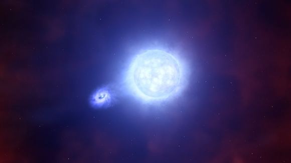  After SN 2022jli exploded this may be what it looks like. A compact object and its companion star orbit each other, with the possible neutron star or black hole stealing hydrogen gas from the neighbor star. Courtesy ESO/L. Calçada