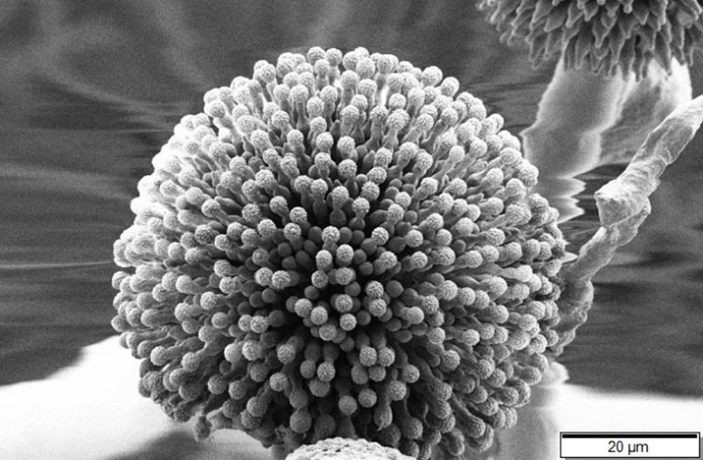 Microscopio electrónico de barrido del hongo Aspergillus niger liofilizado.  Fuente de la imagen: Por Mojana Das Murthy y Pachamuthu Ramasamy - [1]CC BY-SA 3.0, https://commons.wikimedia.org/w/index.php?curid=52254793 