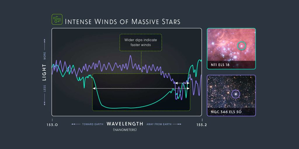 Massive blue stars have powerful winds that shape their surroundings. The Hubble spectra can tell which way the winds travel and how fast they travel. The star represented by the teal line has slower winds than the star shown by the purple line. Image Credit: Hubble/ STScI/ULYSSES