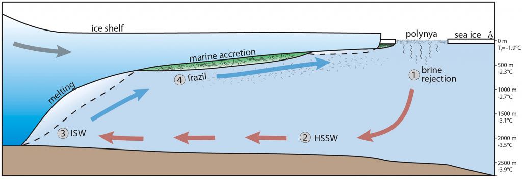 This schematic from the study shows how thermohaline ice pump circulation works below a generalized ice shelf. (1) High salinity shelf water (HSSW) forms at the surface freezing point (Tf = ?1.9°C) as the brine rejected from sea ice growth mixes into the water column. (2) HSSW is dense relative to the surrounding seawater, so it sinks and a portion circulates beneath the ice shelf to the grounding zone, where it is now warm compared to the pressure-depressed freezing point (positive thermal driving) and drives melting. (3) Fresh meltwater generated at the colder, in situ freezing point mixes with HSSW, generating fresher, colder, and relatively buoyant Ice Shelf Water (ISW). (4) ISW upwells, the freezing point increases and thermal driving commensurately decreases. With a sufficient pressure decrease, supercooling occurs and frazil ice forms, which can accumulate into hundreds of meters thick layers of marine ice at the ice shelf base. Credit: Journal of Geophysical Research: Planets (2024). DOI: 10.1029/2023JE008036