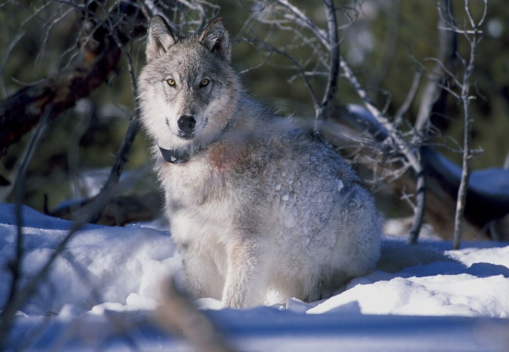 A 130-pound wolf watches biologists in Yellowstone National Park after being captured and fitted with a radio collar on 1-9-03. Tracking wolves as they move through their territory can also tell researchers about the environmental and climate conditions that motivate their movements. Image Credit: By William C. Campbell - U.S. Fish & Wildlife Service, Public Domain, https://commons.wikimedia.org/w/index.php?curid=30609
