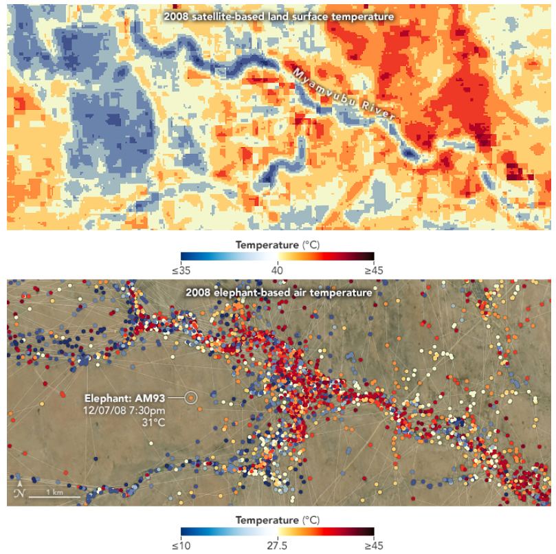 These two maps show satellite temperature data (top) and elephant location and temperature data from ABSs. Image Credit: NASA Earth Observatory images by Michala Garrison, using Landsat data from the U.S. Geological Survey and elephant-borne sensor data from Thaker, M. et al. (2019).