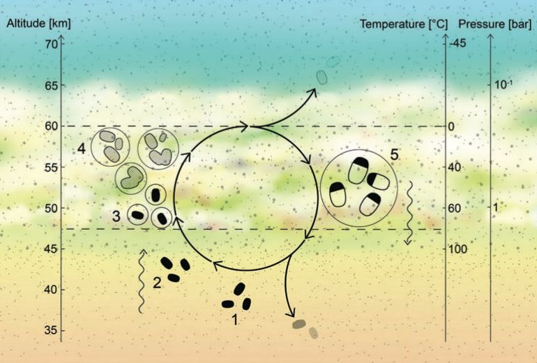 This image shows the cycle of Venusian aerial microbial life. Image Credit: S. Seager et al. 2021. doi:10.1089/ast.2020.2244