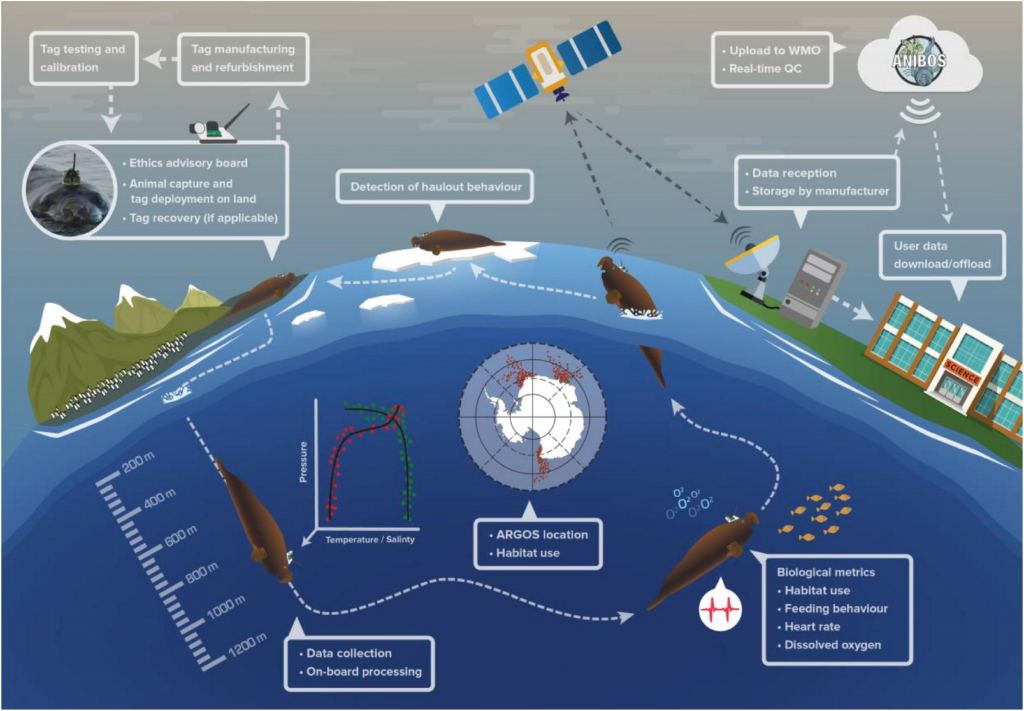 This figure shows how harp seals can be fitted with ABSs to record and transmit data while going about their business. ARGOS is a satellite network dedicated to wildlife monitoring. Image Credit: McMahon et al. 2021.  