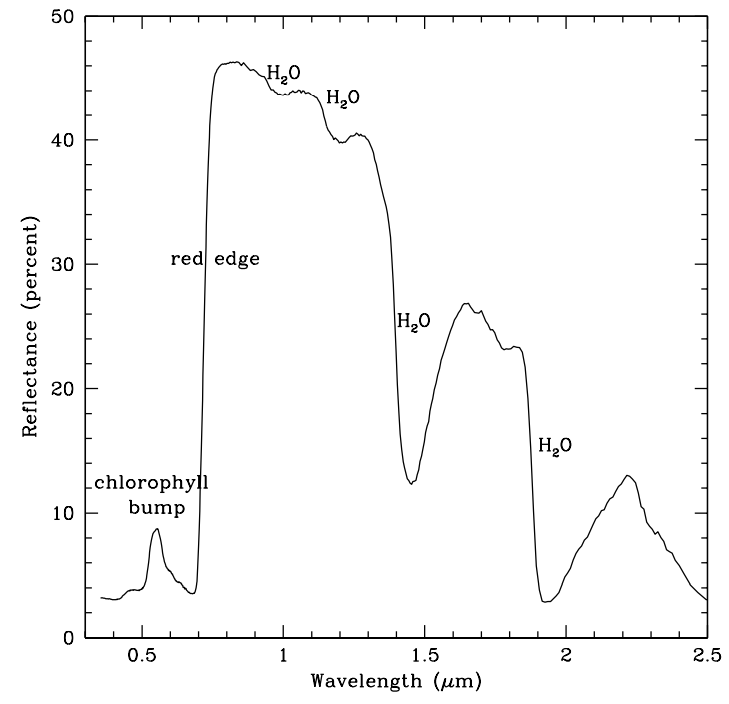 This figure shows the reflection spectrum of a deciduous leaf (data from Clark et al. 1993). The large sharp rise (between 700 and 800 nm) is known as the red edge and is due to the contrast between the strong absorption of chlorophyll and the otherwise reflective leaf. Image Credit: Seager et al. 2005.
